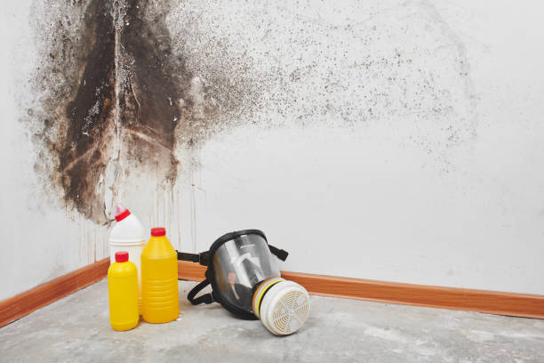 Best Same-Day Mold Removal  in Plainfield Village, CT