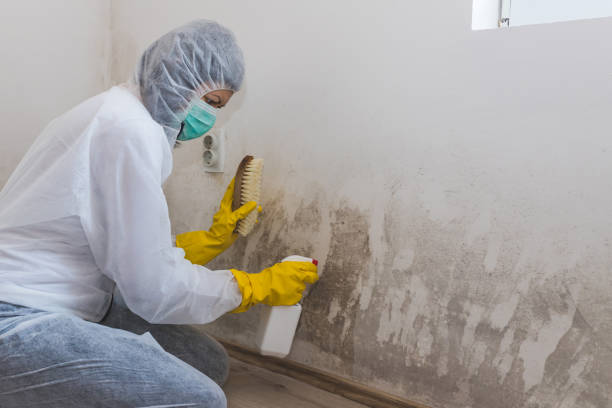 Best Fast Mold Removal  in Plainfield Village, CT