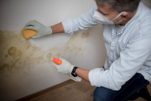 Best Professional Mold Removal  in Plainfield Village, CT