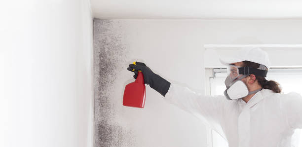 Best Mold Removal Process  in Plainfield Village, CT