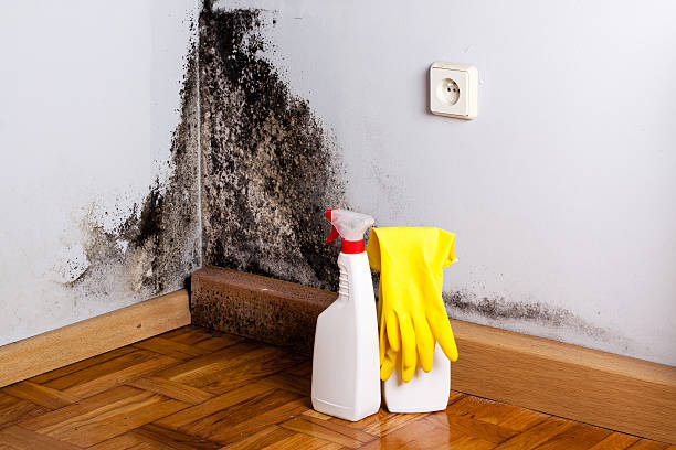 Best Professional Mold Removal  in Plainfield Village, CT