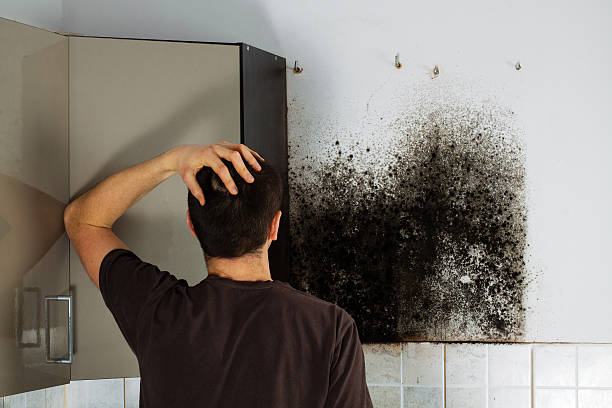 Best Attic Mold Removal  in Plainfield Village, CT