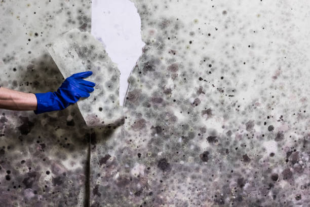 Best Attic Mold Removal  in Plainfield Village, CT