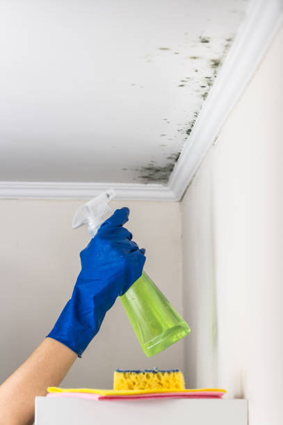 Best Best Mold Removal Companies  in Plainfield Village, CT