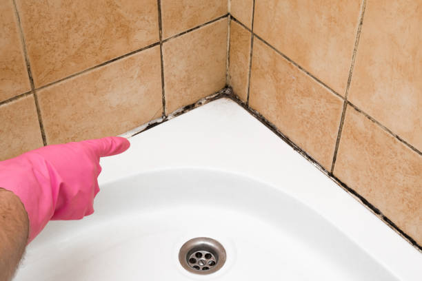 Best Mold Removal Near Me  in Plainfield Village, CT