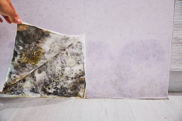 Best Commercial Mold Removal  in Plainfield Village, CT